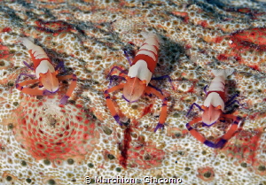 Trio
Nikon D800E , 105 macro, two strobo
Gangga island by Marchione Giacomo 